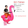 Adult-Flamingos